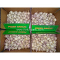 Crop 2019 Fresh Garlic Normal White Garlic